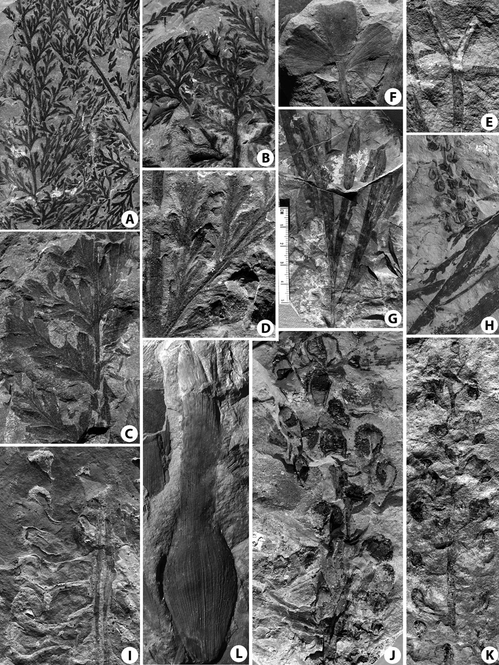 Image of Kotylnyi Island specimens in Herman and Spicer 2010