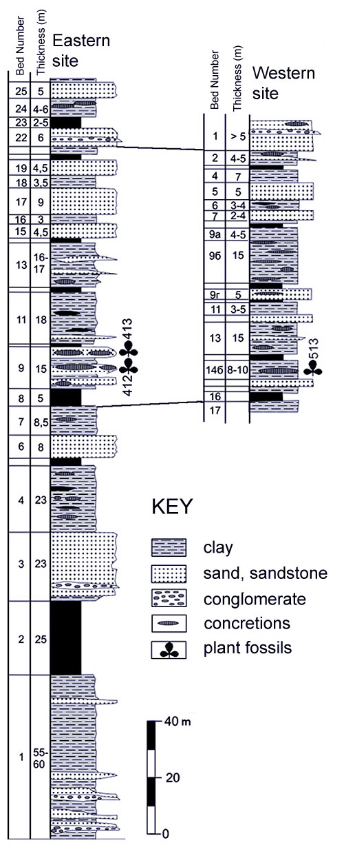 Sedimentary log of plant-bearing sediments on Kotelnyi Island