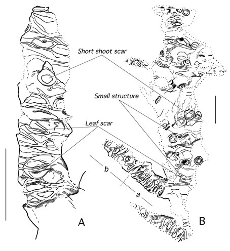 Drawing of shortshoots that bore Nillsoniocladus leafy shoots