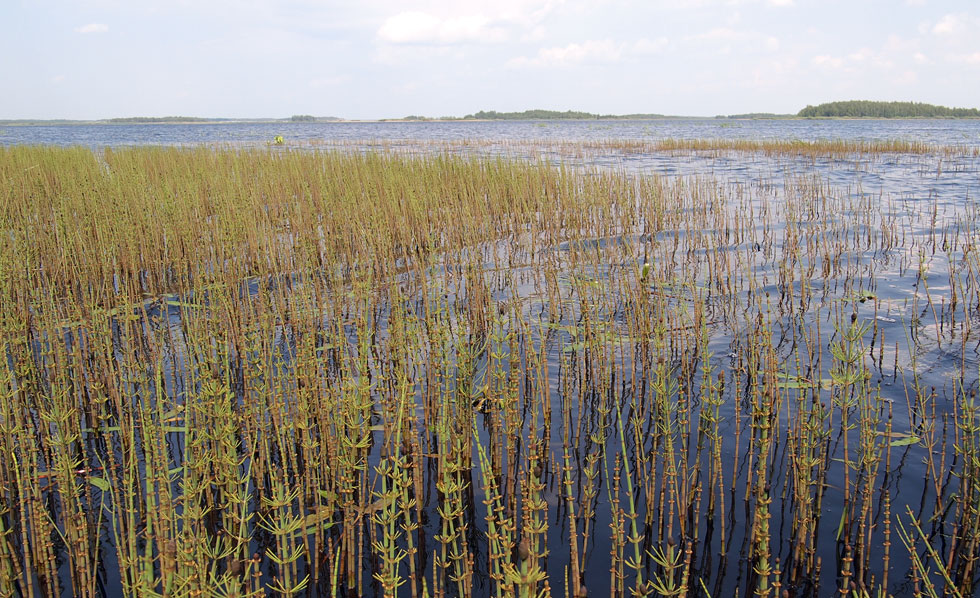 Image of equisetuk beds on the dge of a Lake at Meschyora, Russia