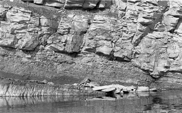 Field photograph showing a trunk impression in growth position