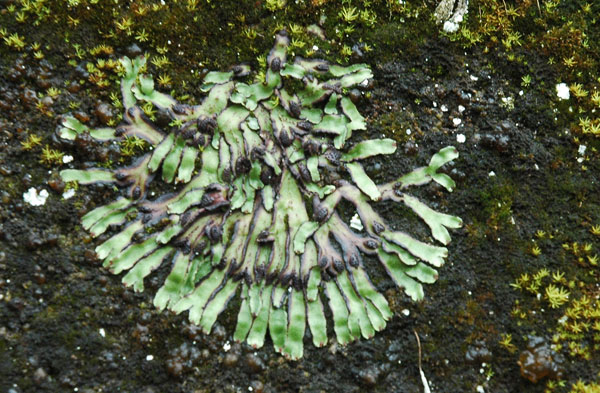 Image of a modern liverwort surrounded by mosses