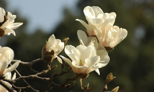 Photograph of Magnolia flowers