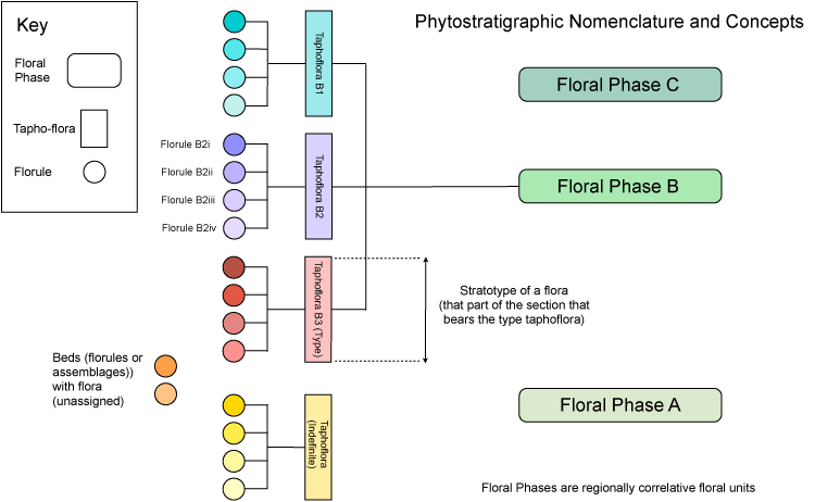 Phytostratigraphic nomenclature graphic