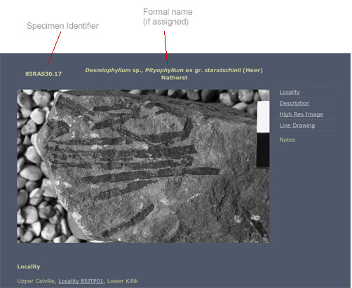 Example of a specimen dispaly page showing the various identifiers used with RAS collection material