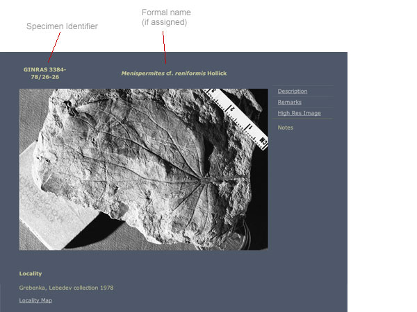 Example of a specimen display page showing the various identifiers used with Russian collection material