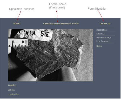 Example of a specimen display page showing the various specimen identifiers used with Smiley collection material