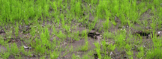 Photograph of young Equisetukm sporelings on a mudbank