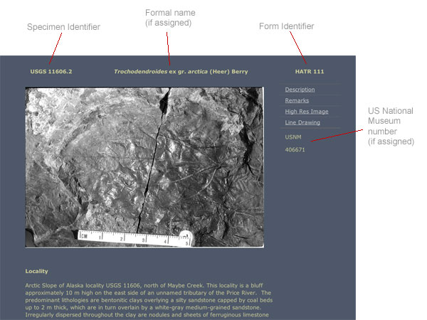 Image showing an example of a leaf image page with various identifiers used with USGS specimens