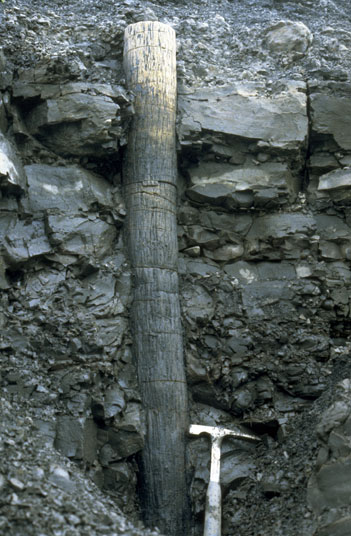 Image of slender fossil tree trunk in upright position alongKokolik River